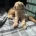 Labradoodle