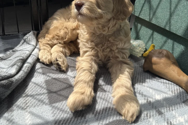 Labradoodle