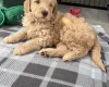 Labradoodle