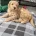 Labradoodle