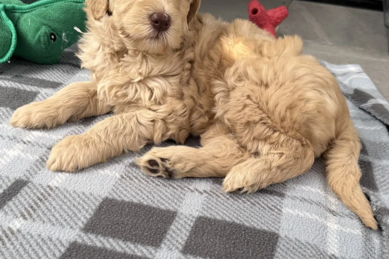 Labradoodle