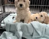 Labradoodle