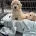 Labradoodle