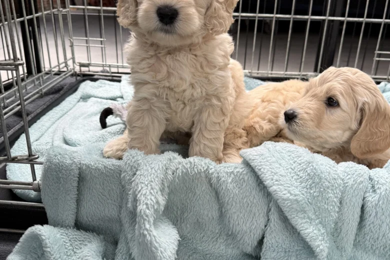 Labradoodle