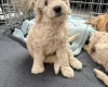 Labradoodle