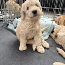 Labradoodle
