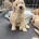 Labradoodle