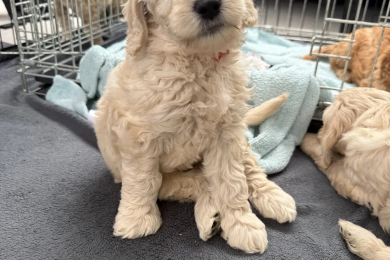 Labradoodle
