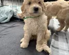 Labradoodle