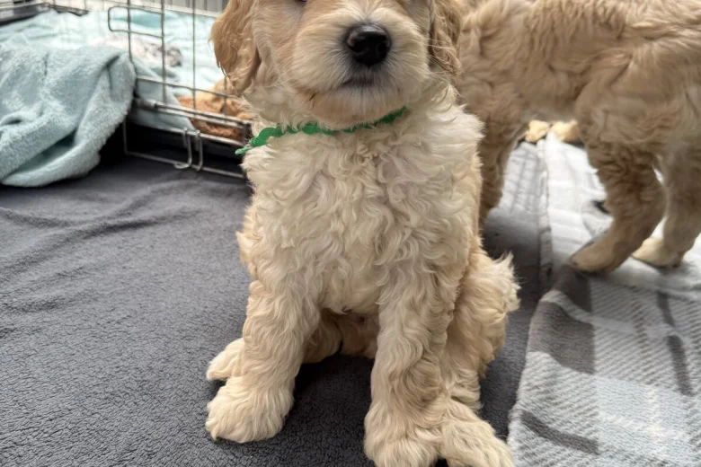 Labradoodle