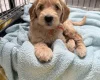 Labradoodle