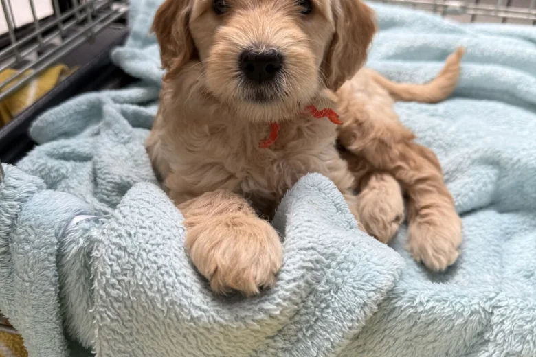Labradoodle