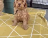 Labradoodle
