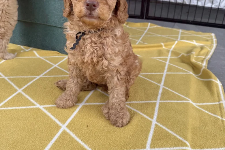 Labradoodle