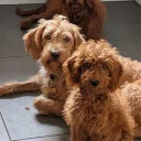 Labradoodle
