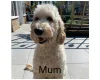 Labradoodle