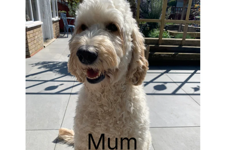 Labradoodle