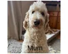Labradoodle