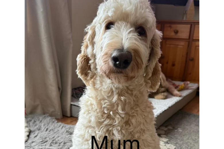 Labradoodle