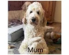 Labradoodle