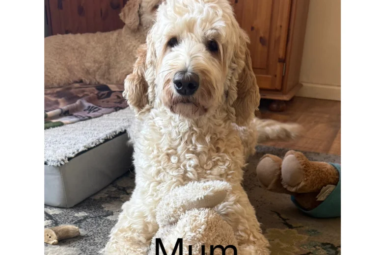 Labradoodle