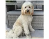 Labradoodle
