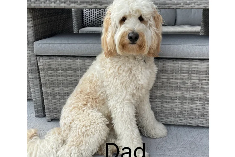 Labradoodle