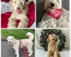 Labradoodle