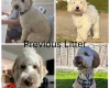 Labradoodle