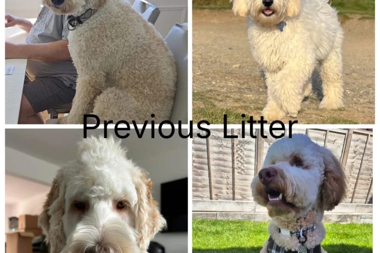Labradoodle