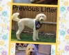 Labradoodle