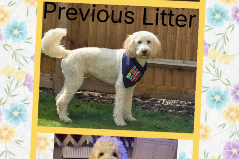 Labradoodle