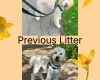 Labradoodle
