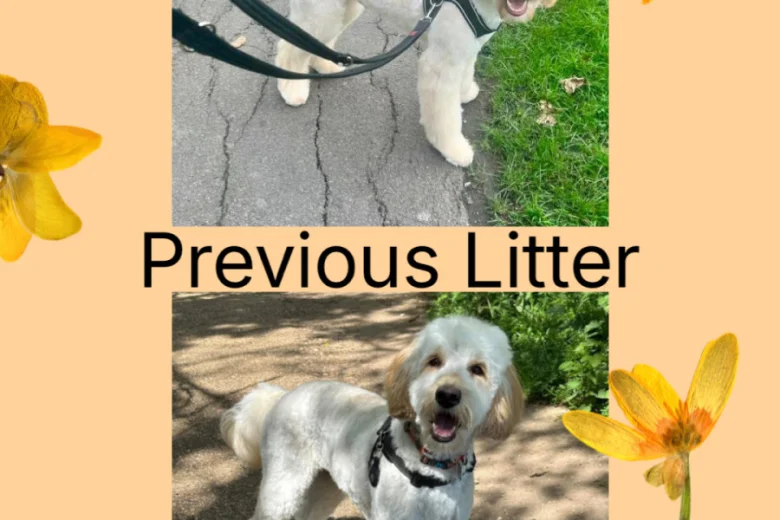 Labradoodle