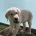 Labradoodle