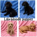 Labradoodle