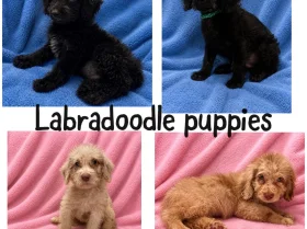 Labradoodle