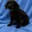 Labradoodle