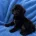 Labradoodle