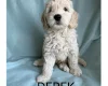 Labradoodle