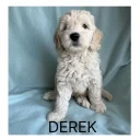 Labradoodle