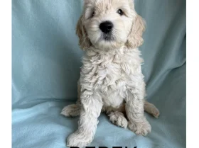 Labradoodle