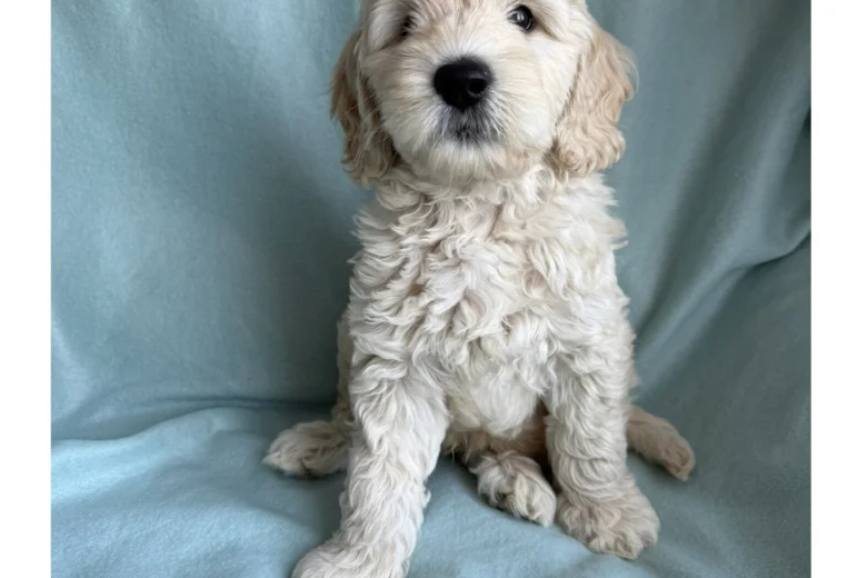 Labradoodle