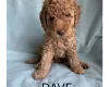 Labradoodle