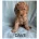 Labradoodle