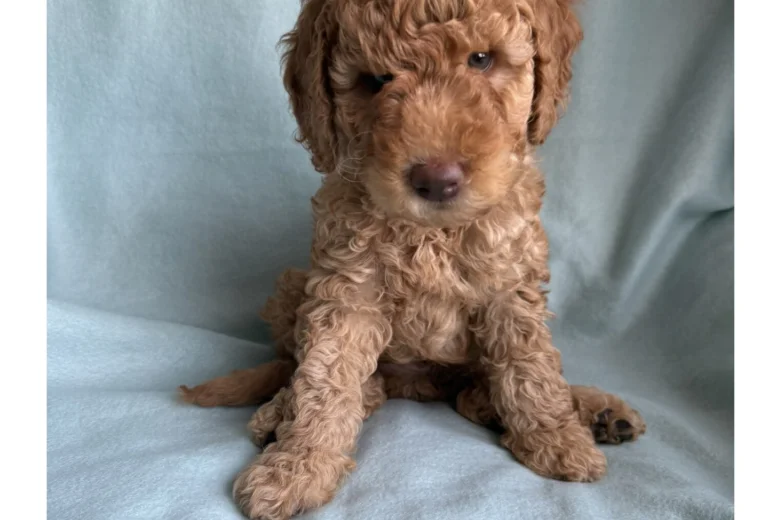 Labradoodle