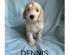 Labradoodle