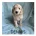 Labradoodle