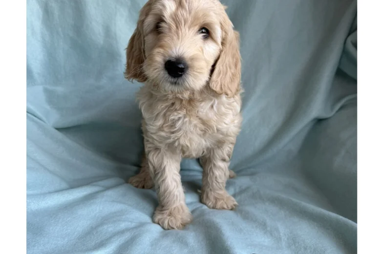 Labradoodle