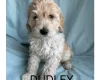Labradoodle